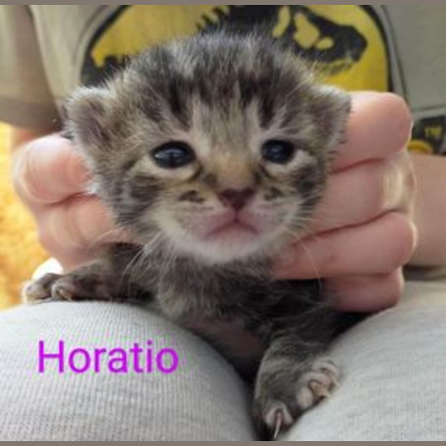 Photo of Horatio
