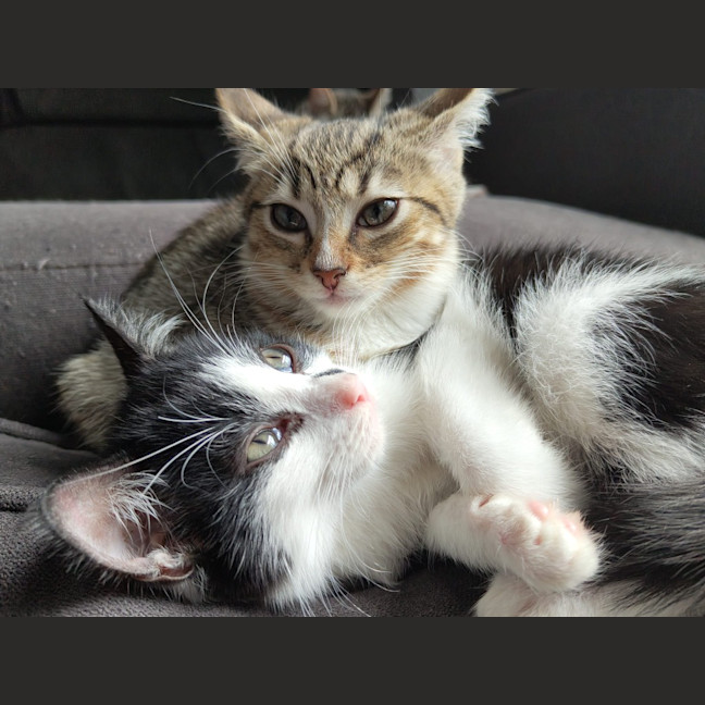 Photo of Jaspurr