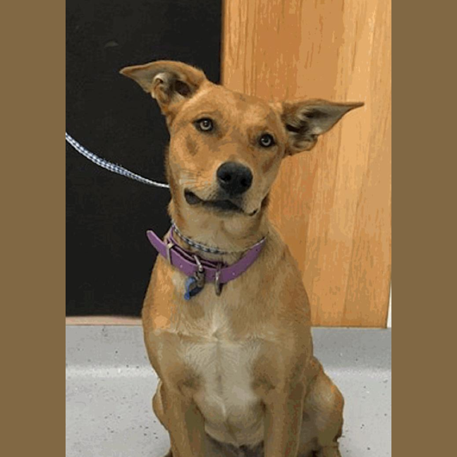 Photo of Stella