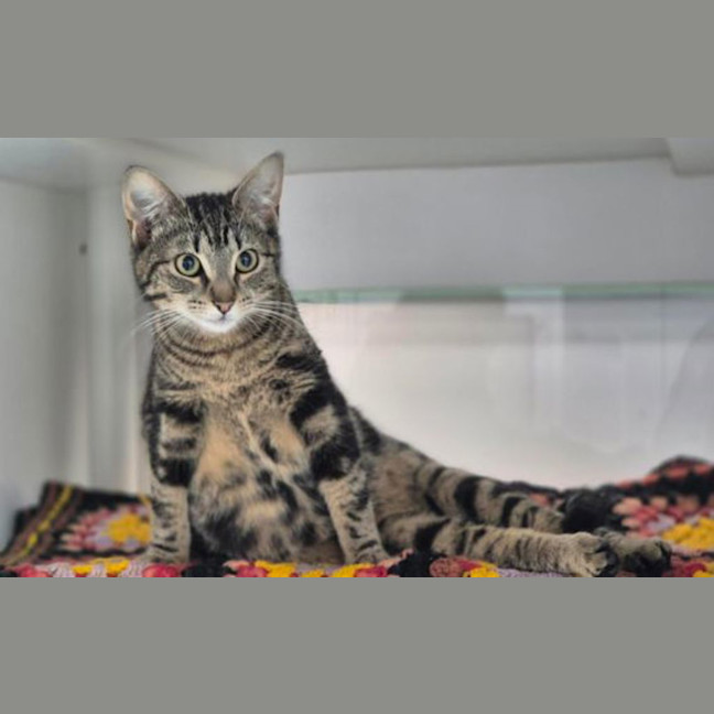 Photo of Nyx