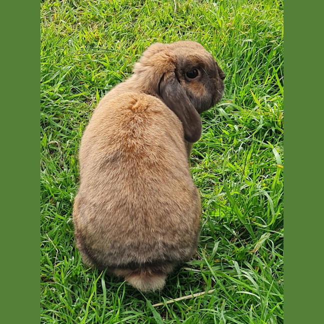 Photo of Ultimate Cookie