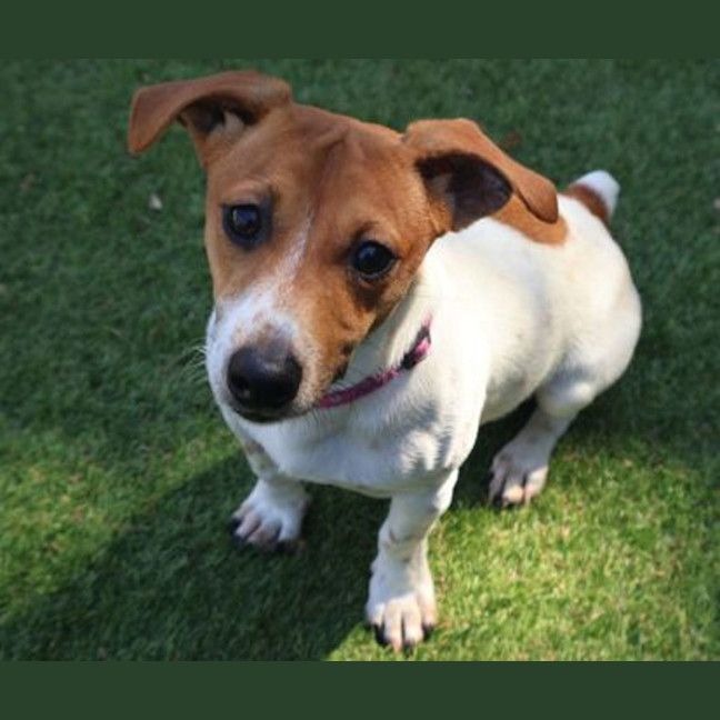Photo of Cookie