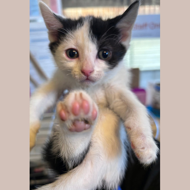 Photo of Marshmallow