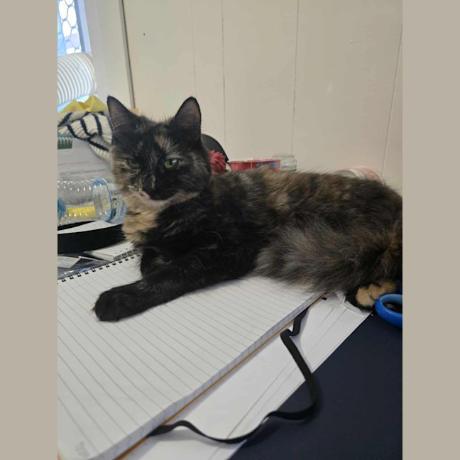 Photo of Freya