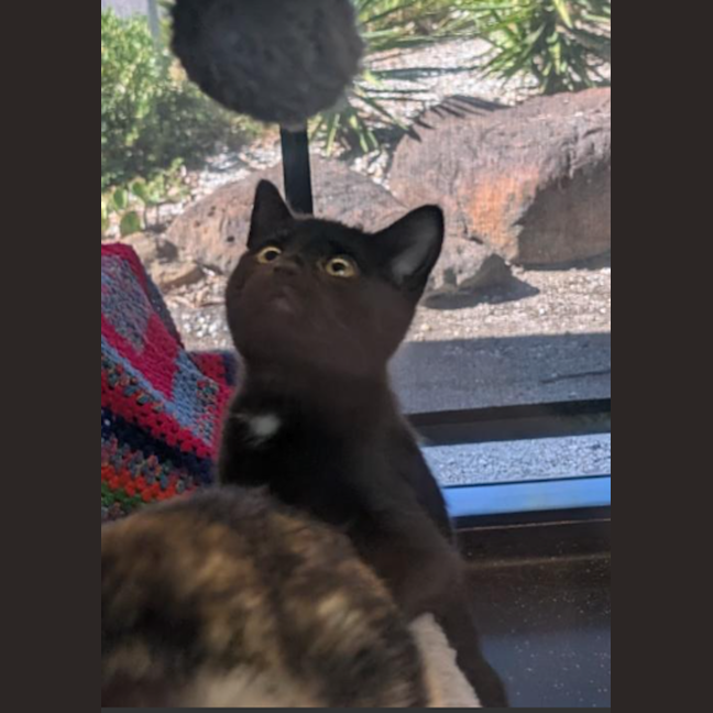 Photo of Dark Magician Girl