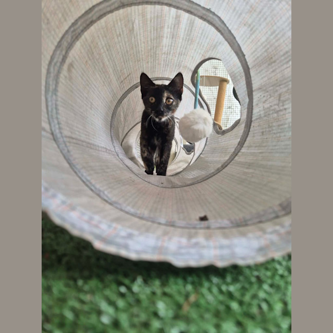 Photo of Blaze