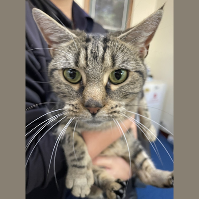 Photo of Banoffee