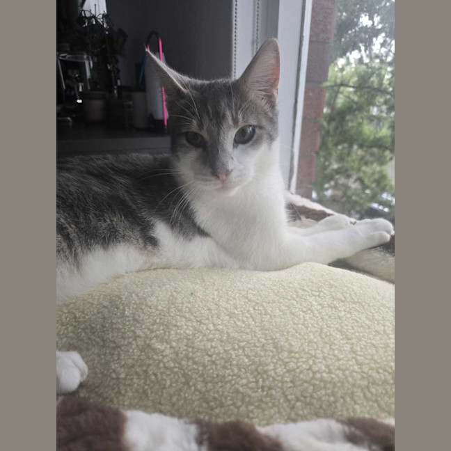 Photo of Rocket