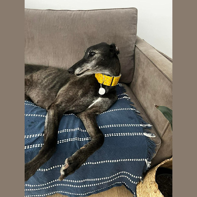 Photo of Danny, The Greyhound 