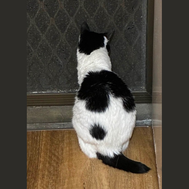 Photo of Horace Irving Horowitz 