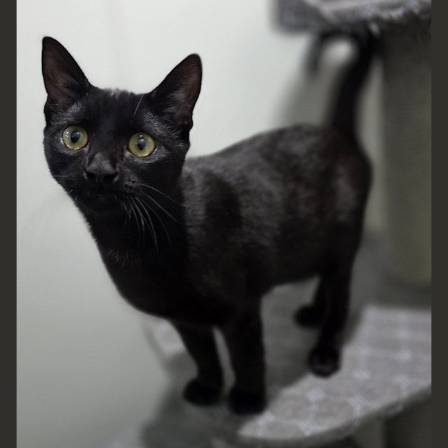 Photo of Toothless