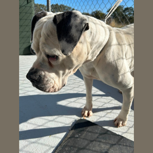 Photo of Lola