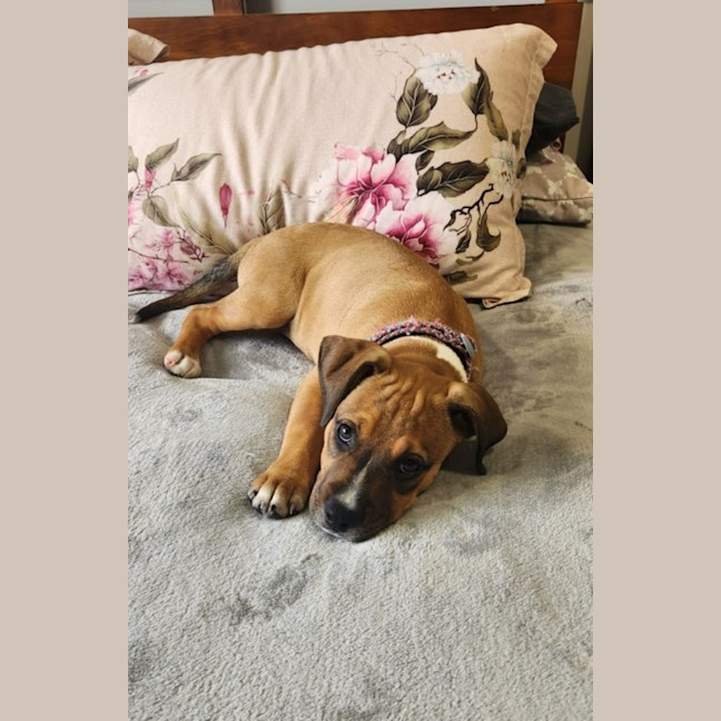 Photo of Lilly   3 Month Old Kelpie X Staffy