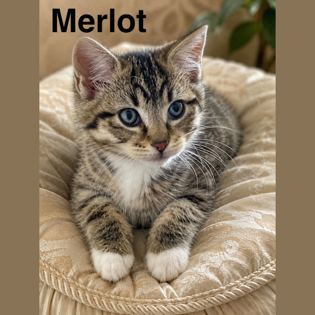 Photo of Merlot