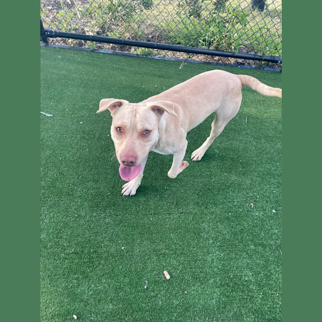 Photo of Tucker Imp 1449