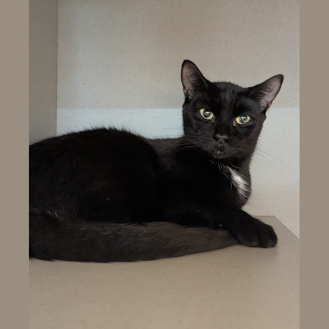 Photo of Pepsi