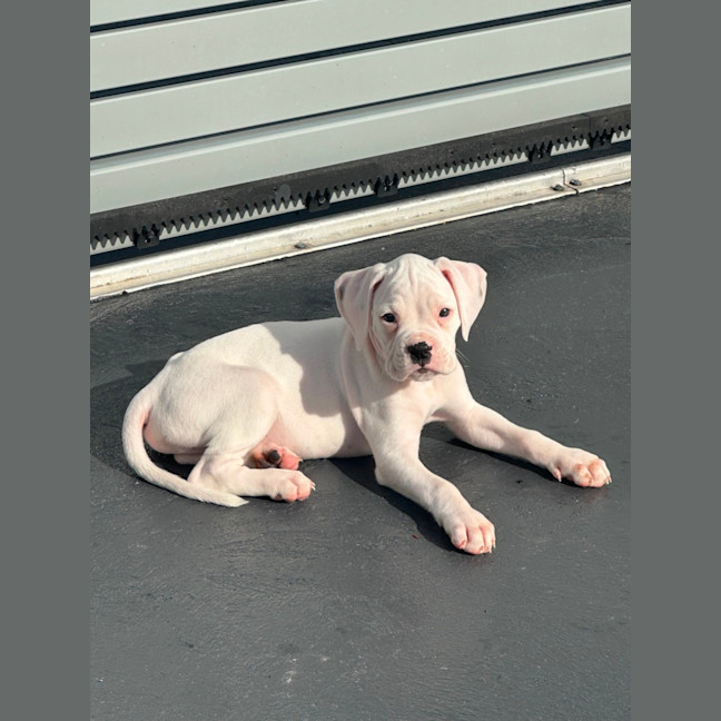Photo of Koda 🐶🐾🎾