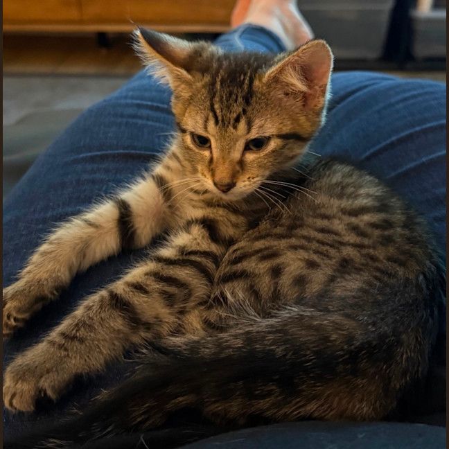 Photo of Rosie