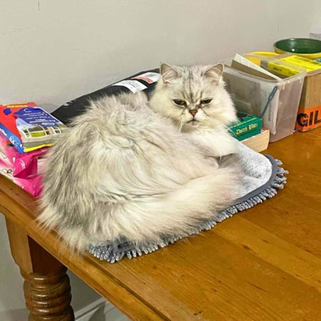 Photo of 🎀Priscilla🎀