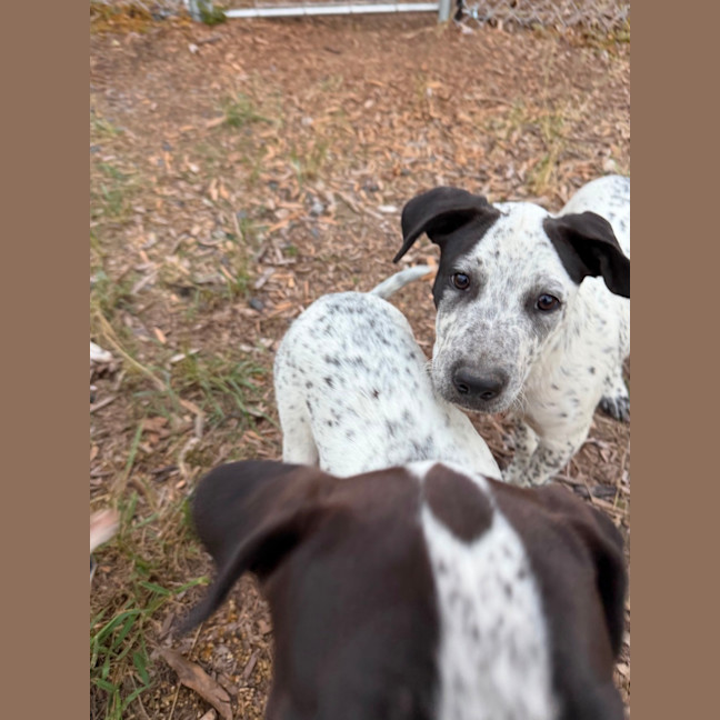 Photo of Casper (Bessie's Puppy)