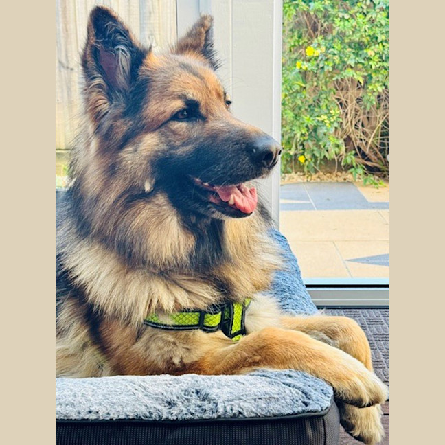 Photo of Duke