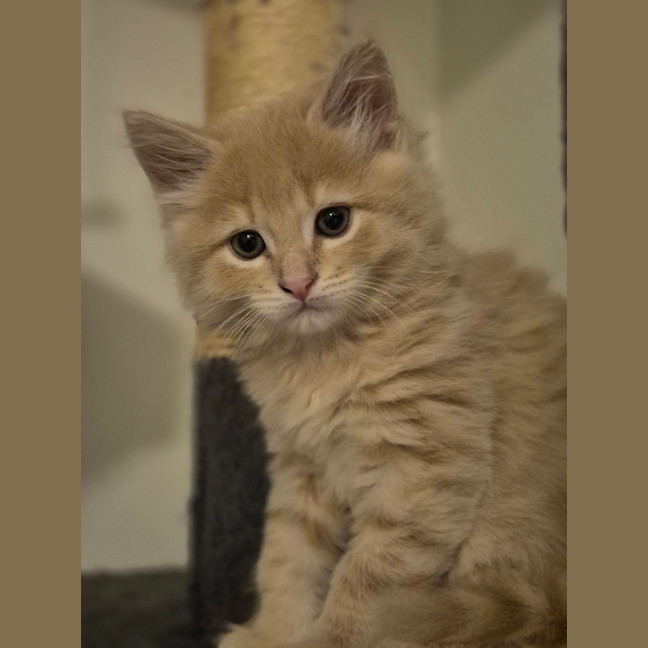 Photo of Gingie Bread