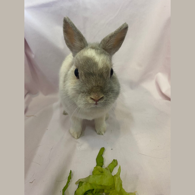 Photo of Star Anise (Bonded To Cloves)