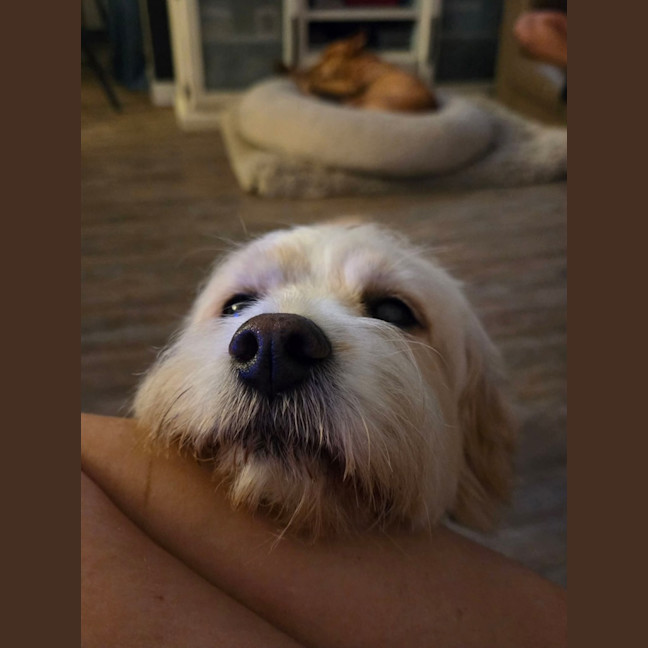 Photo of Wallace