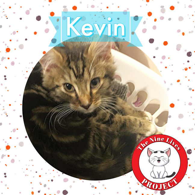 Photo of Kevin *9 Lives Project Rescue*