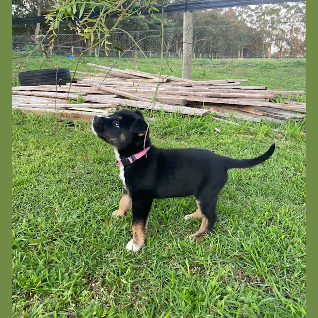 Photo of Nova