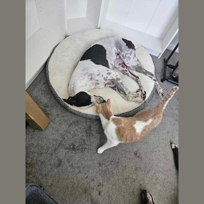 Photo of Harry, The Cat Tolerant Greyhound 
