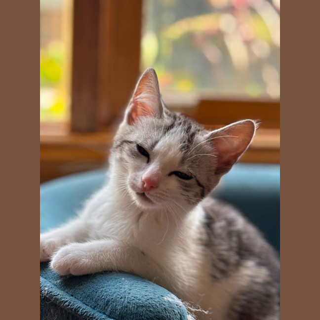 Photo of 🐾 Alba 🐾