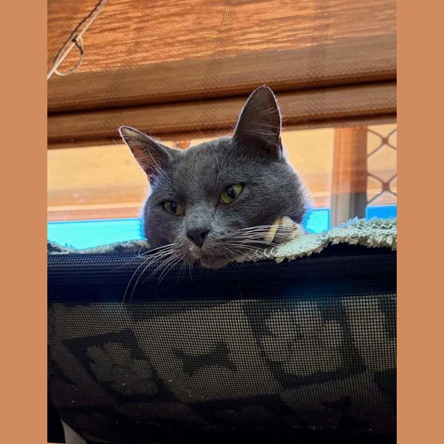 Photo of Smokey
