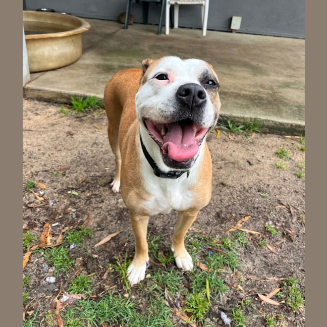 Photo of Shelby