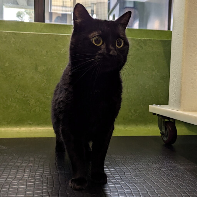 Photo of Jiji