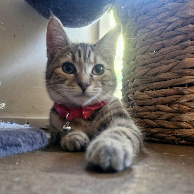 Photo of Chloe   Located In Wallan