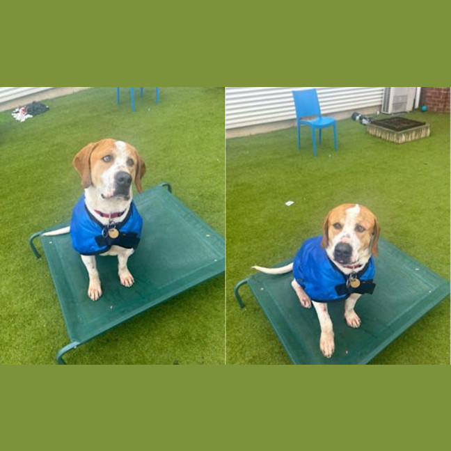 Photo of Rufus