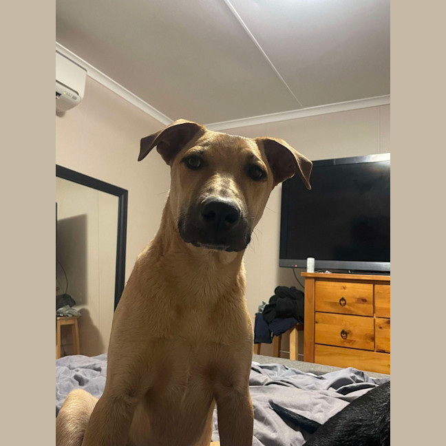 Photo of Loki