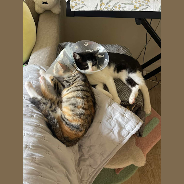 Photo of Moomoo & Bonbon