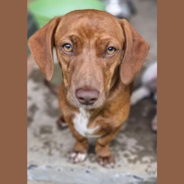 Photo of Cinnamon Swirl 