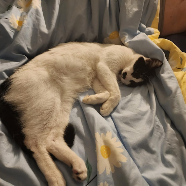 Photo of Moustache (Mustie)