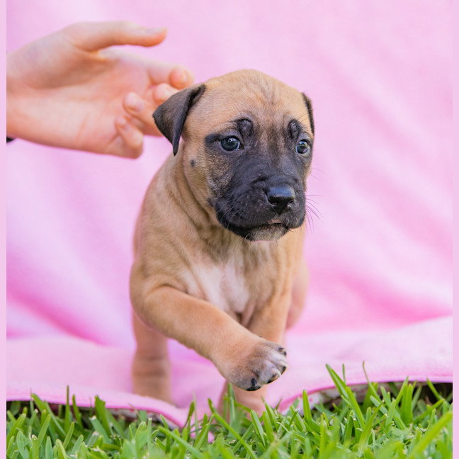 Photo of Salted Caramel