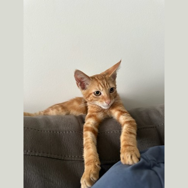 Photo of Jacuzzi   Available At Petstock Milperra