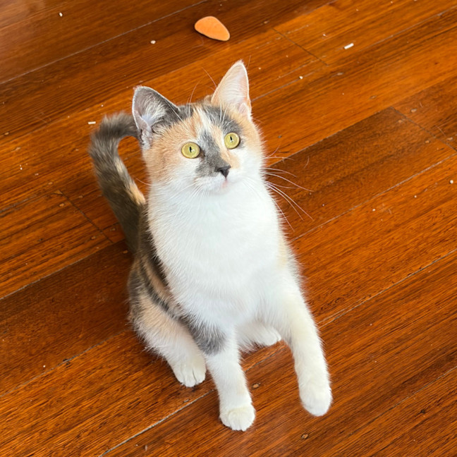 Photo of Keetu