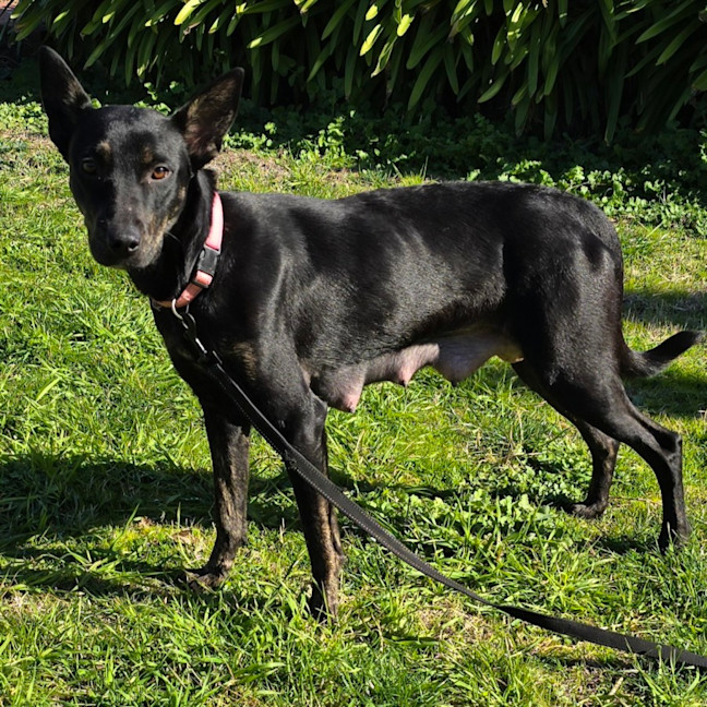 Photo of Dr Bunsen Honeydew