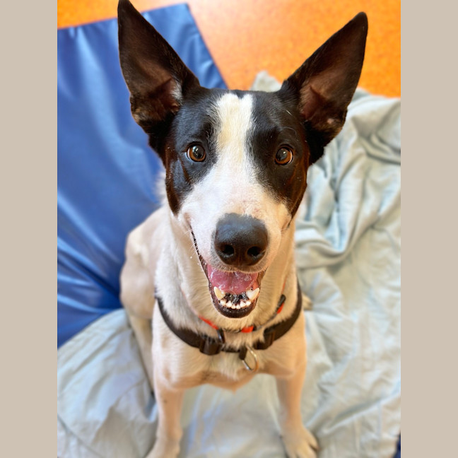 Photo of Bandit