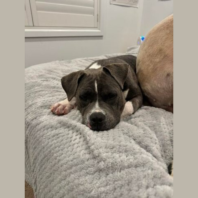 Photo of Tikki