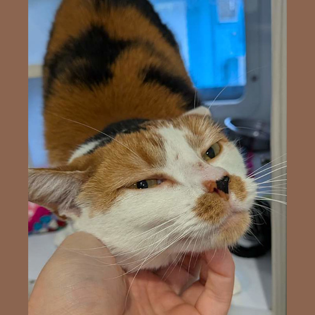 Photo of Goldie