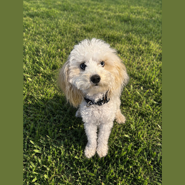 Photo of Chasey Boy 