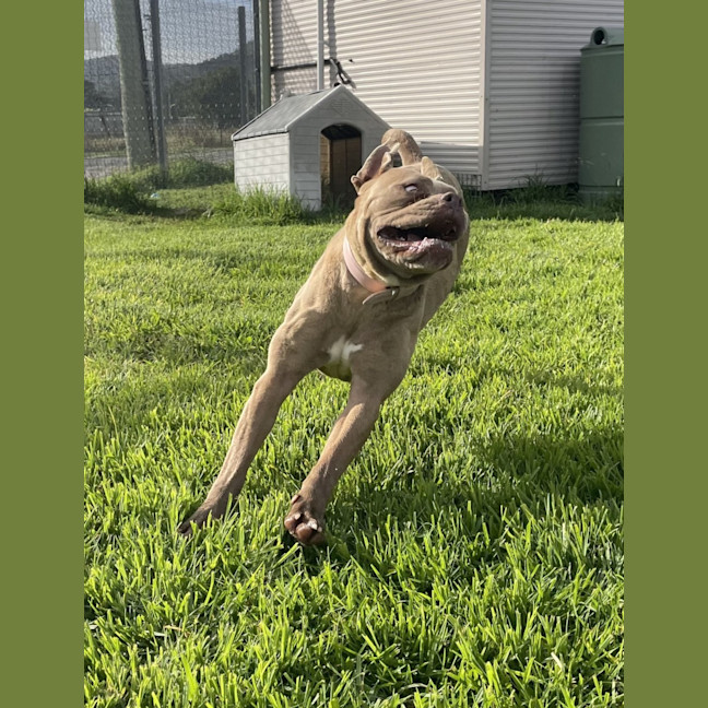 Photo of Maple